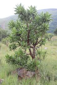 Image result for Pavetta edentula