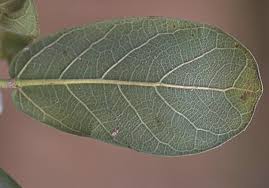 Image result for Ficus stuhlmannii