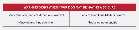 During the beginning part of a seizure, people might tend to. What To Do During A Dog S Seizure Petlifesa