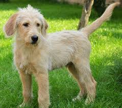 If you are looking to adopt or buy a labradoodle take a look here! Straight Hair Labradoodle Labradoodles Dogs