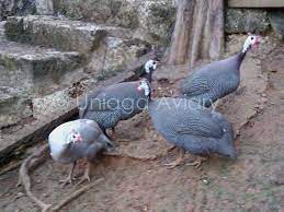 Api stands for application programming interface. Ayam Mutiara Pearl Grey Uniaga Aviary
