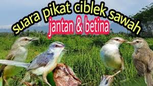 Entdecke rezepte, einrichtungsideen, stilinterpretationen und andere ideen zum ausprobieren. Download Suara Ciblek Sawah Betina Mp3 Storymusik