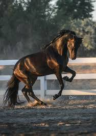Black White And Brown Horses Beautiful Portfolio Gallery Cheri Prill Horses Beautiful Horses Pretty Horses