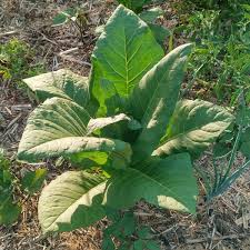 Image result for Nicotiana tabacum