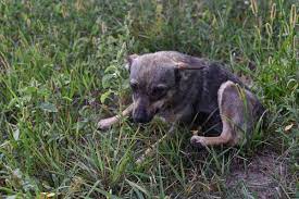 Fotos de Cachorro abandonado, Imagens de Cachorro abandonado sem royalties | Depositphotos