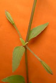 Image result for Torenia thouarsii