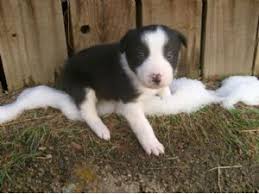 5 miles 10 miles 25 miles 50 miles 100 miles 200 miles 500 miles. Border Collie Puppies In California
