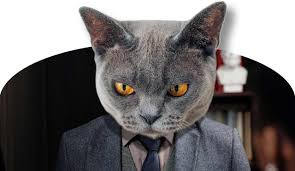 In the video which has been viewed by millions of internet users. Filemaker Solutions From Highpower Datawhat Can We Learn From The I Am Not A Cat Lawyer Video Hpds