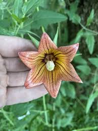 Image result for Canarina