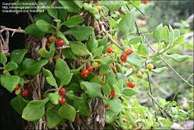 Image result for Tetragonia spicata
