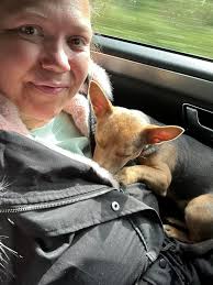 Any advice for aggressive dog behavior in pitbull mixes?