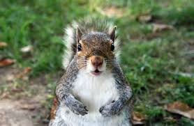 As already mentioned, squirrels can cause a lot of damage to your roof, attic, celling, and value of your home. Eliminex Squirrel Nest In Attic And Gutters Freehold Nj 732 284 3807 Home Facebook