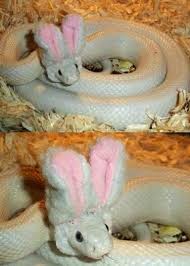 Pin By Carla Sanchez On Animals Cute Snake Cute Reptiles Snakes With Hats