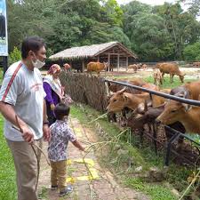Kami akan buat penerangan berkenaan haiwan di zoo melaka. Zoo Melaka Kembali Bernafas