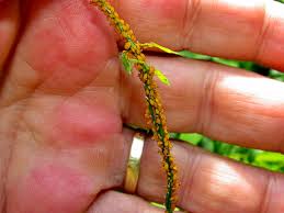 Image result for Cyclantheropsis parviflora