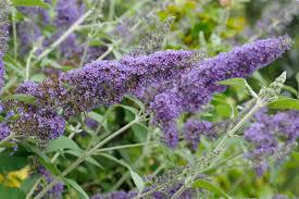 Image result for Buddleja davidii