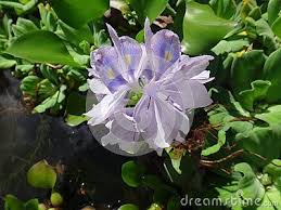 Pin On Water Hyacinth Aguape