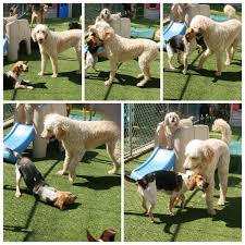 Mar 12, 2021 · pet care services pet stores pet food and supplies pet grooming. Tlc Pet Grooming Binghamton Ny Petslover