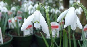 Available to order online in the uk. Buy Spring And Summer Flowering Bulbs At Trevena Cross Seasonally