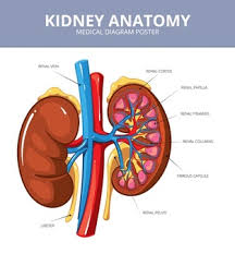 Where is the liver located in the human body diagram liver picture diagram locating liver pain the body uses pain as its means of saying that something is wrong likewise the liver signals stress by dis forting pain thus it is important to that you know the exact location of liver pain if. Free Vector Human Anatomy Infographic Template With Woman Body Brain Stomach Liver Uterus Heart Kidneys Lungs Intestine Spleen In Cartoon Style
