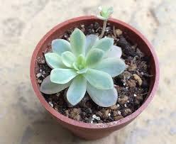 オロスタキス属 Orostachys の特徴と種類 育て方 多肉ちゃんこんにちは 多肉植物の育て方サイト