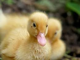 Maybe you would like to learn more about one of these? Baby Ducks Pictures Download Free Images On Unsplash