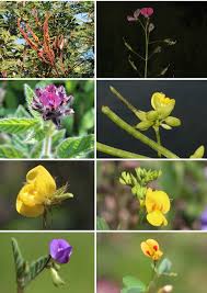 Image result for Triumfetta setulosa