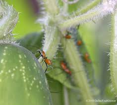 Having your beloved plants infested by pests can be disheartening and overwhelming, especially if you are the type of person who does not like bugs to begin common succulent pests. Dallas Fruit And Vegetable Grower Leaf Footed Bugs