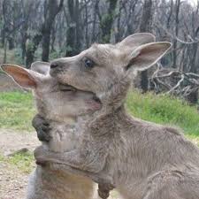 This Guy In Need Of A Hug Animal Hugs Cute Australian Animals Funny Animals