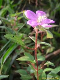 Image result for Dissotis