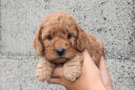 We did not find results for: Information Archives Page 4 Of 5 Arrowhead Labradoodles