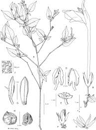 Image result for Isoglossa