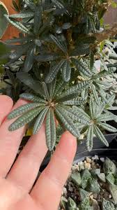 Image result for Dorstenia schliebenii