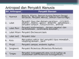 Dbd merupakan salah satu penyebab kematian terbesar di wilayah. Penyakit Bawaan Vektor Dan Kawalan Vektor Ppt Download