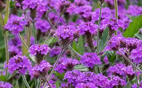 Image result for Verbena rigida