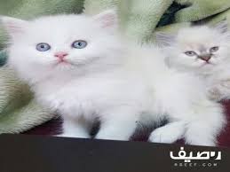 قطط شيرازي نظيفه جميلة مشاكسه للبيع Single