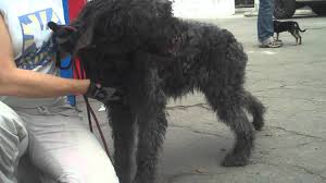 See more ideas about irish wolfhound, standard poodle mix, wolfhound. Irish Wolfhound Poodle Mix Petfinder