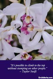 Inspirational Orchid Quote It S Possible To Climb To The Top Without Stomping On Other People Taylor Swift Need Some Ideas T Orchids Inspiration Quotes
