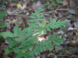 Image result for Sophora velutina