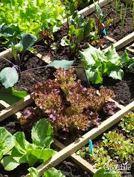 Plant specialists regularly ignore the effect soil has on the wellbeing and energy of their plants. How To Build A Square Foot Garden