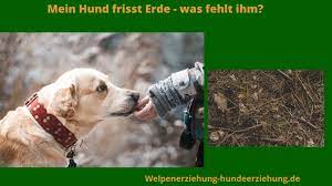 hund frisst erde die 7 haufigsten ursachen behandlungstipps neu