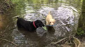 Olive And Mabel Episode 3 The Walk Of Shame Youtube Walk Of Shame Dog Walking Dogs