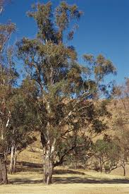 Image result for Eucalyptus camaldulensis