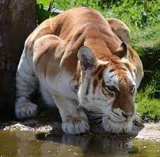Golden Tiger About 30 Left In The World Golden Tiger Animals Beautiful Animals Wild