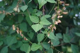 Image result for Rhynchosia totta