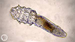 Image result for Demodex brevis
