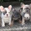 Nw cane corso & french bulldog facebook page. 1