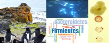 The tour penguin rookery + beagle channel lasts around 9 hours and is divided into 3 sections, we will go over each section in the article. A Smelly Business Microbiology Of Adelie Penguin Guano Point Thomas Rookery Antarctica Sciencedirect