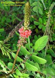 Image result for Indigofera hirsuta