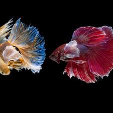 Memiliki ikan di akuarium di rumah atau tempat kerja bisa membantu anda menurunkan tekanan darah dan stress dengan signifikan. View Ukuran Ikan Cupang Nemo Background
